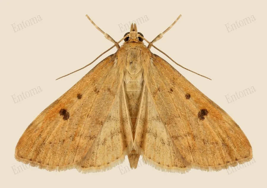 Rusty dot pearl, Udea ferrugalis, plate