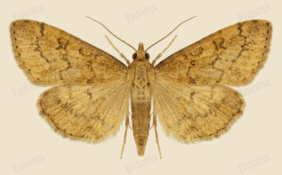 Celery leaftier moth, Udea rubigalis, plate