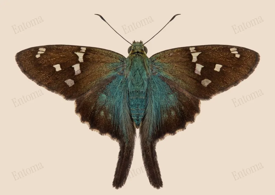 オナガセセリ（Urbanus proteus）の図版