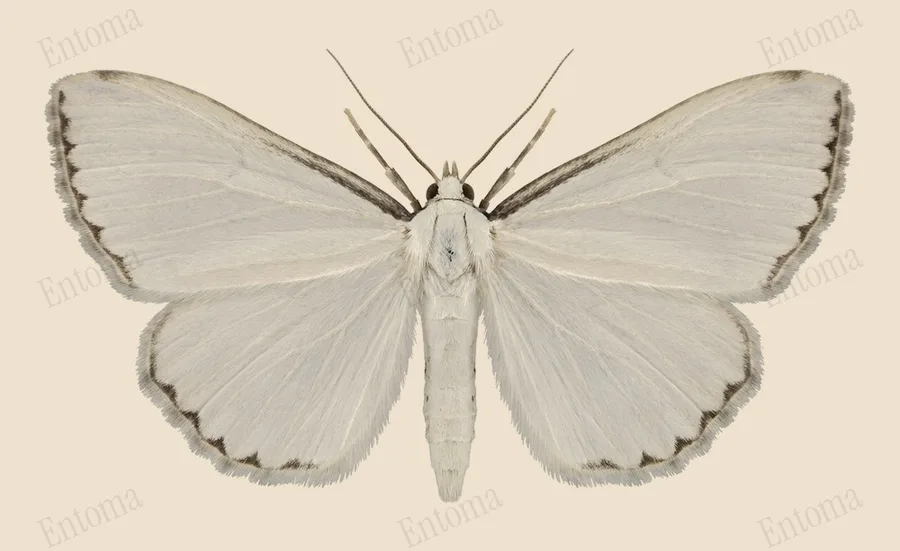 Urola nivalis, Urola nivalis, tavola