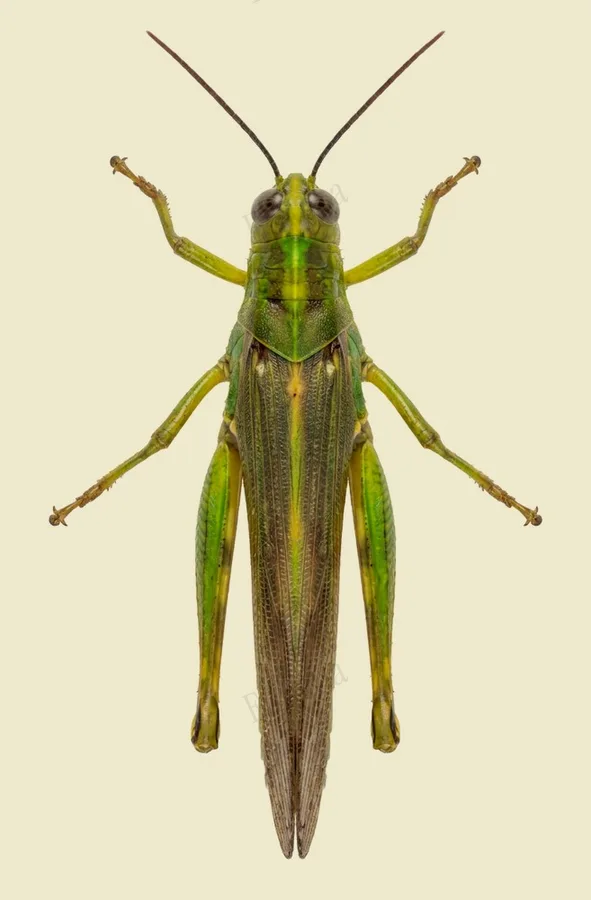 Javanese grasshopper, Valanga nigricornis, plate