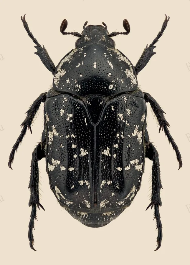 Valgus hemipterus, Valgus hemipterus, plate