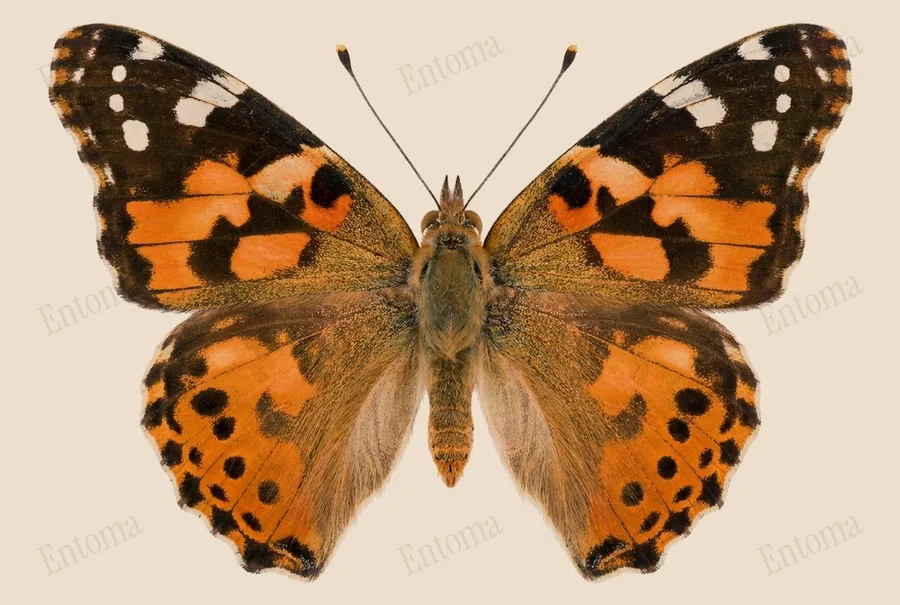 Painted lady, Vanessa cardui, plate