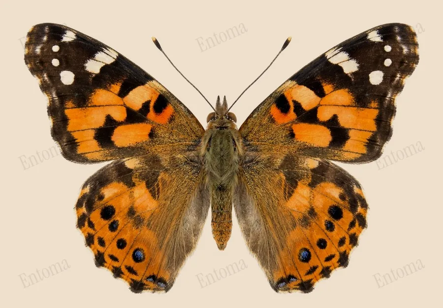 American lady, Vanessa virginiensis, plate