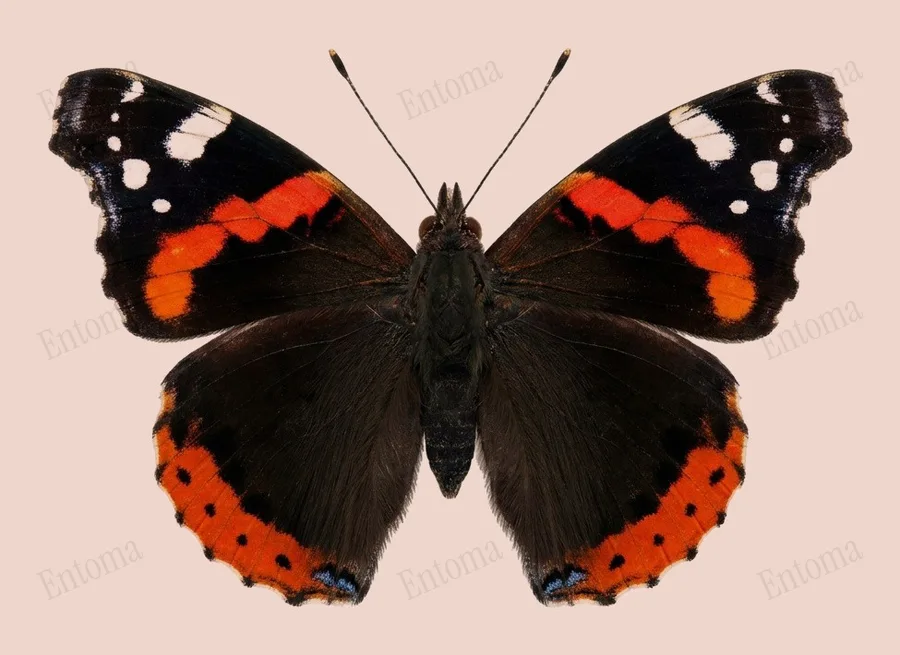 붉은제독나비(Vanessa atalanta) 도판