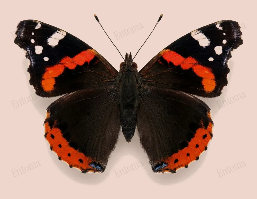 Red admiral, Vanessa atalanta, plate