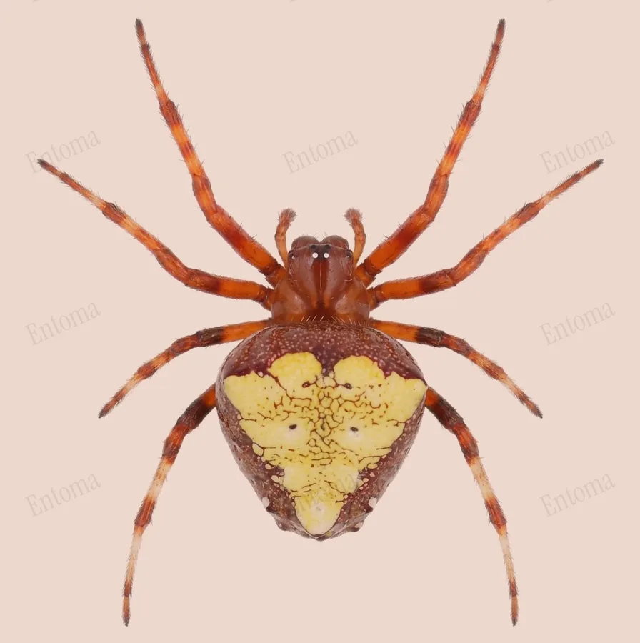 Verrucosa arenata, Verrucosa arenata, levha