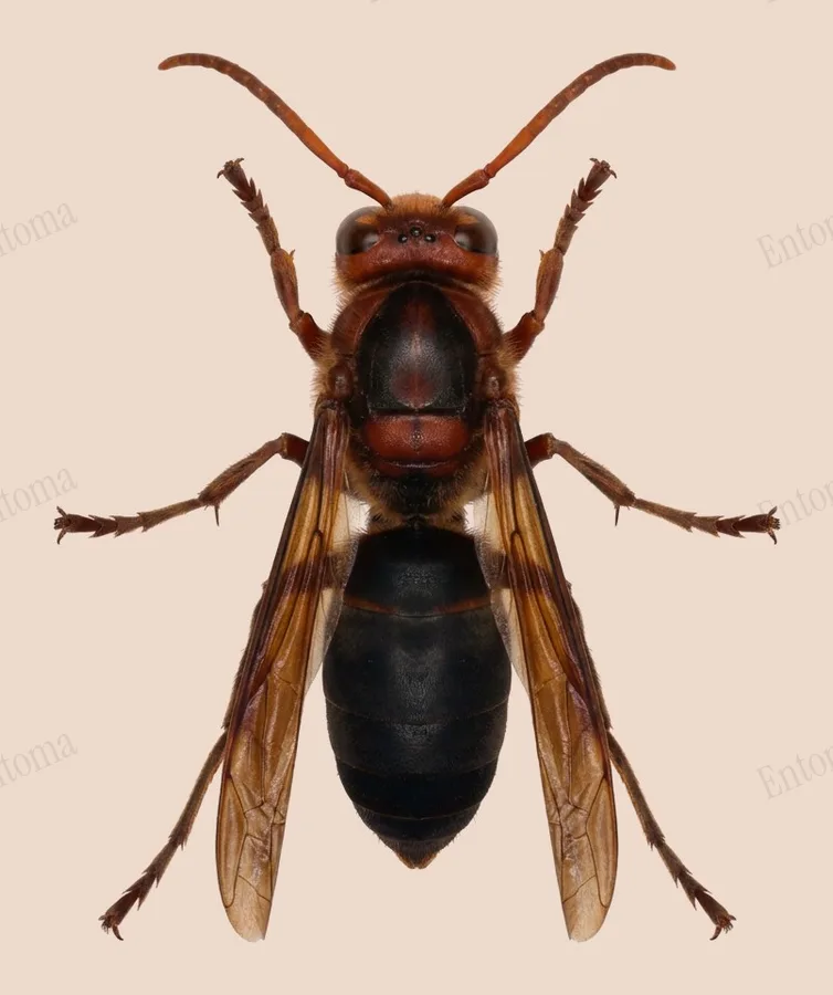 Vespa basalis, Vespa basalis, plaat
