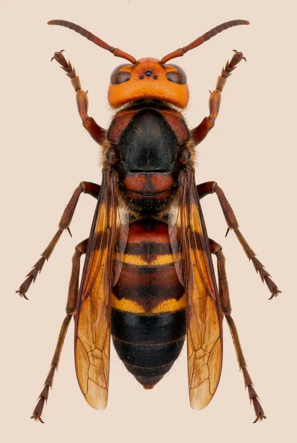 Vespa ducalis, Vespa ducalis, tavola