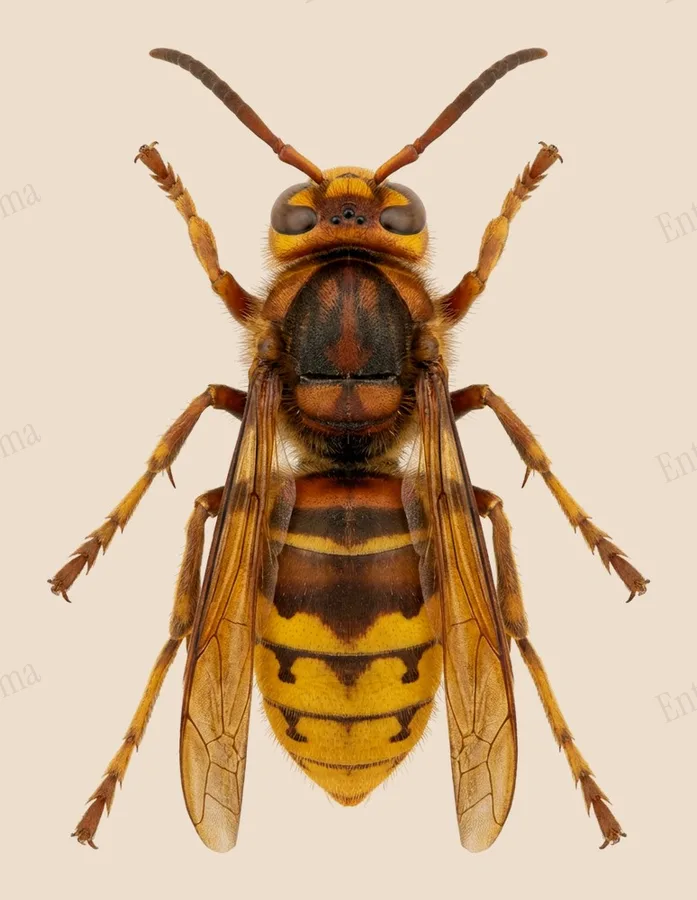Vespa simillima, Vespa simillima, plaat