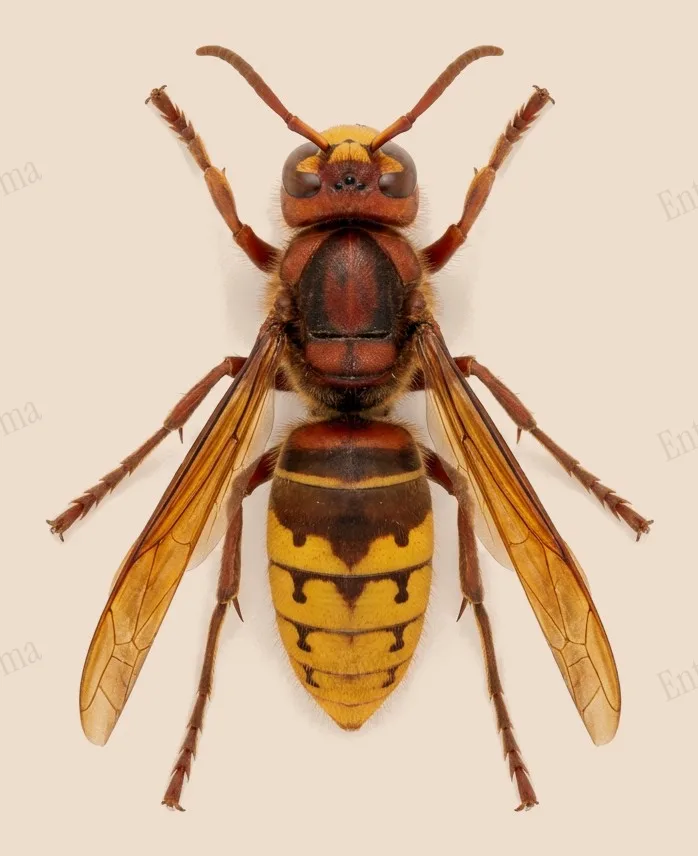 European hornet, Vespa crabro, plate