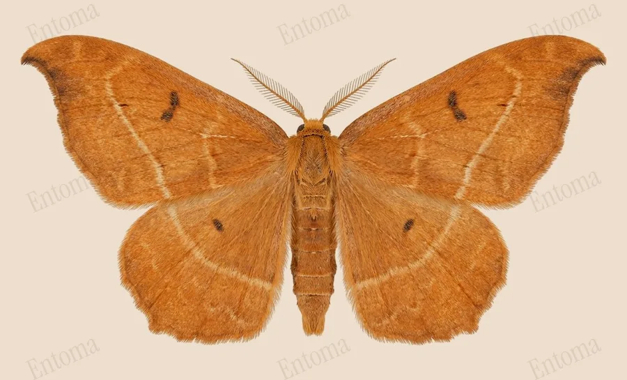 Oak hook-tip, Watsonalla binaria, plate