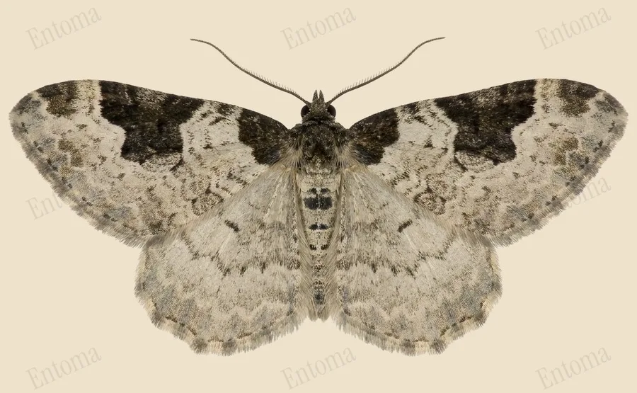 Garden carpet, Xanthorhoe fluctuata, plate