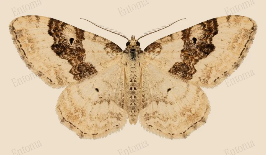 Silver-ground carpet, Xanthorhoe montanata, plate