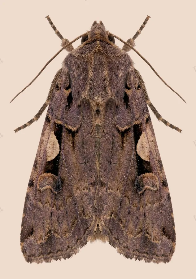Setaceous Hebrew character, Xestia c-nigrum, plate