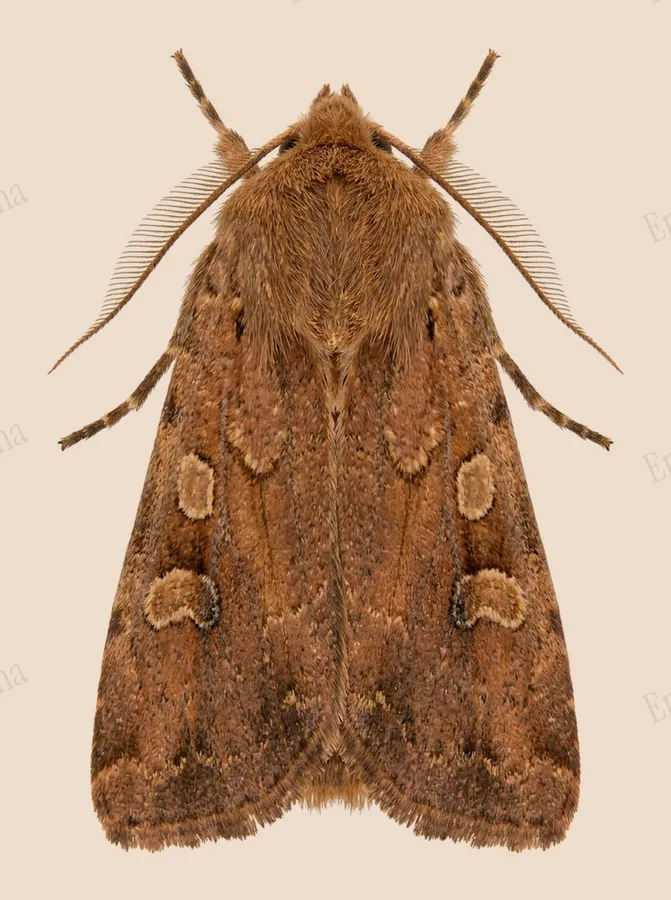 Square-spot rustic, Xestia xanthographa, plate