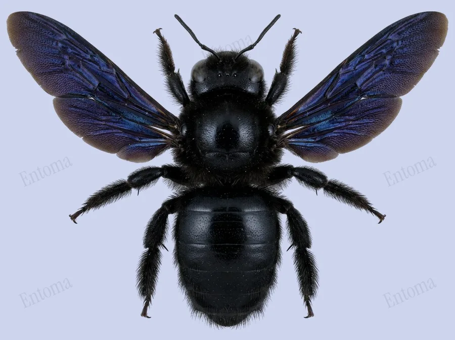 Violet carpenter bee, Xylocopa violacea, plate