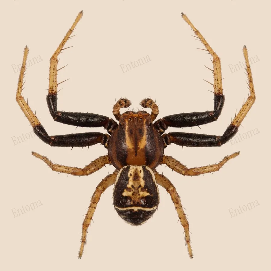 Xysticus ulmi（Xysticus ulmi）の図版