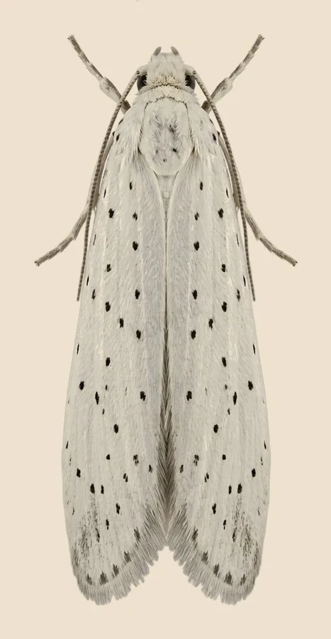 Bird-cherry ermine, Yponomeuta evonymella, plate