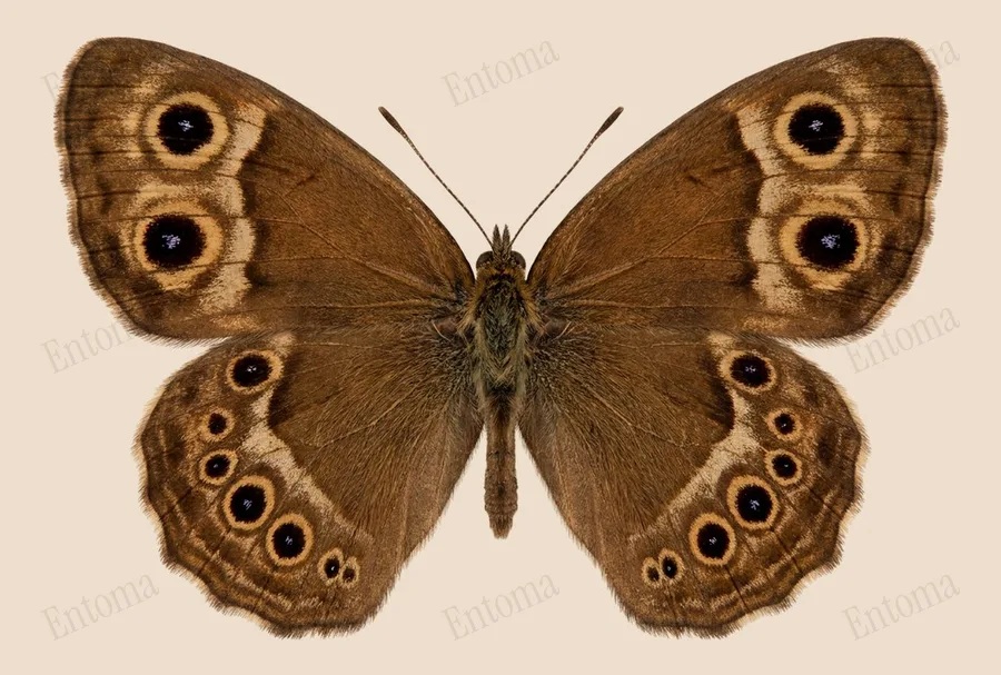 Ypthima argus, Ypthima argus, planche