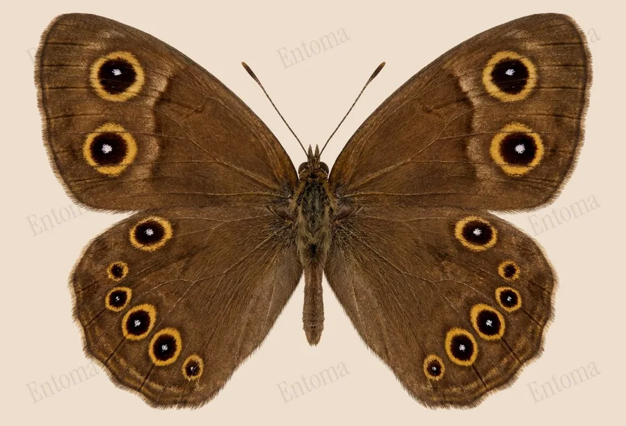 Ypthima baldus, Ypthima baldus, plaat