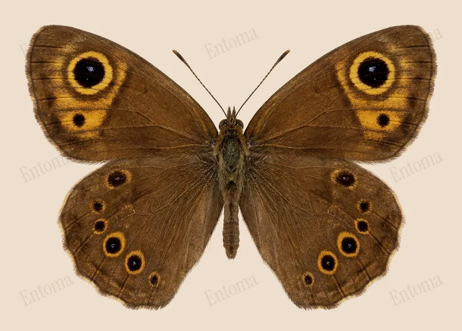 Ypthima huebneri, Ypthima huebneri, planche