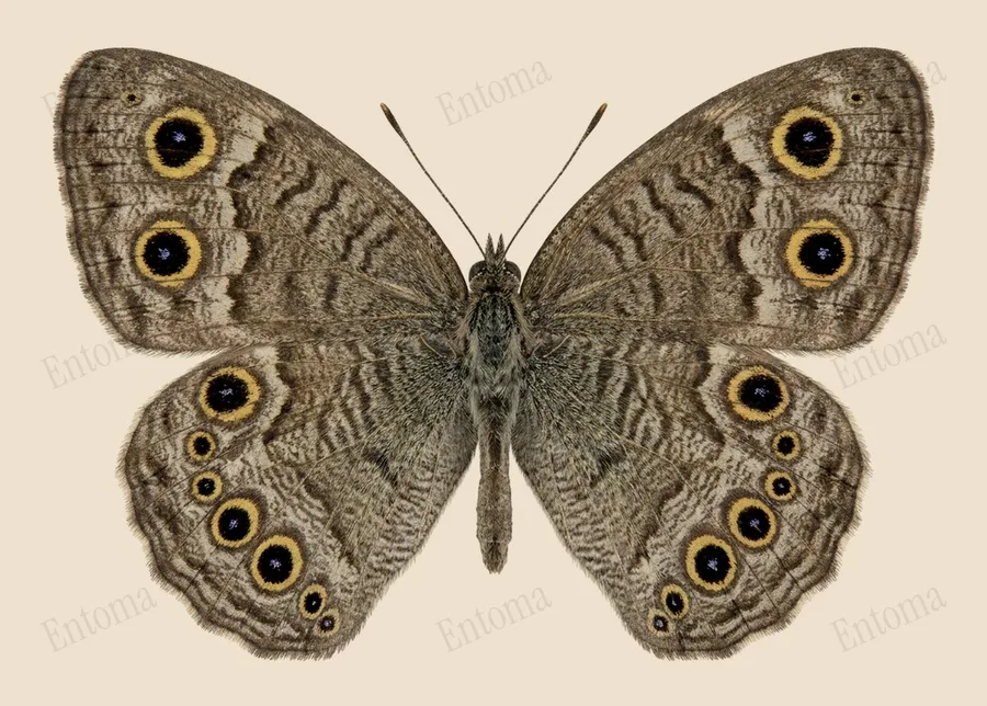 물결나비(Ypthima multistriata) 도판