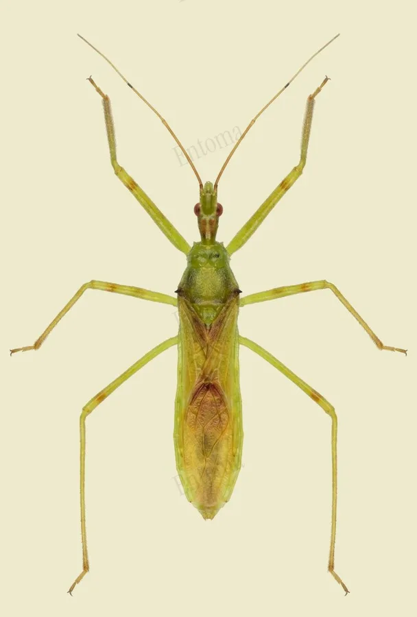 Pale green assassin bug, Zelus luridus, plate
