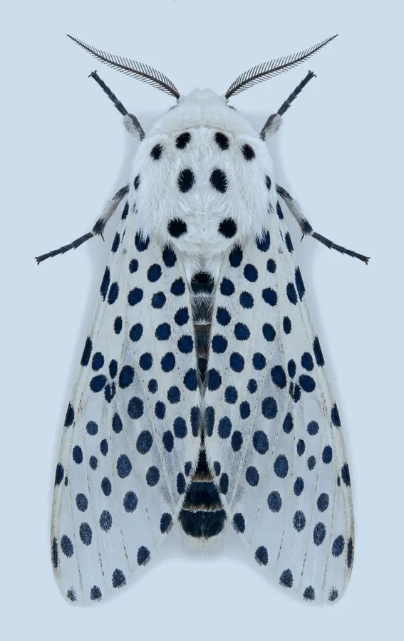 Wood leopard moth, Zeuzera pyrina, plate