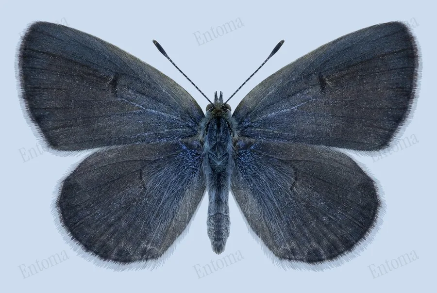 Oostelijk amethistblauwtje, Zizeeria karsandra, plaat