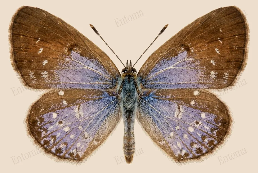 Zizula hylax, Zizula hylax, tavola