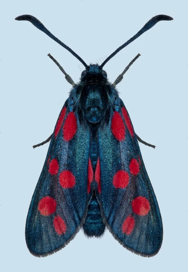 Six-spot burnet, Zygaena filipendulae, plate