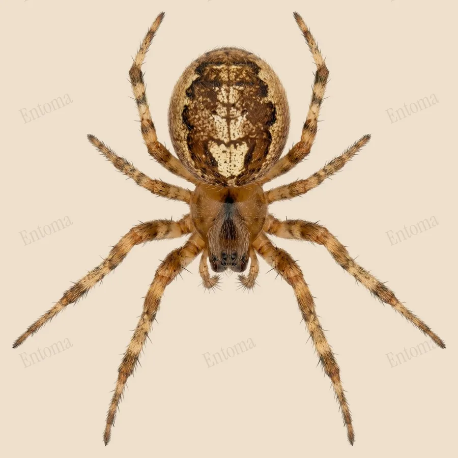Zygiella x-notata, Zygiella x-notata, tavola